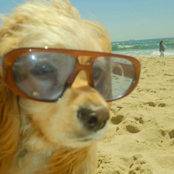 Meet your Posher, Lotus - Picture 3 of 5